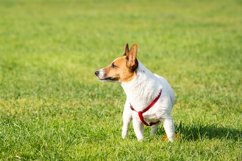 Jack Russell Terrier Product Image 1