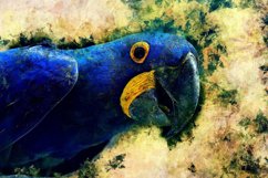 Collection of 12 Images 4k of BIRDS 300 dpi Product Image 6