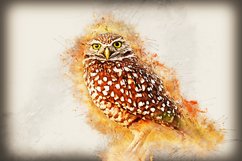 Collection of 12 Images 4k of Bird Portraits PACK 08 300 dpi Product Image 10