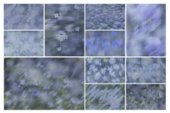 Caelum - Botanical Backgrounds Product Image 6