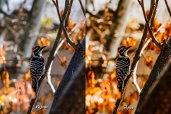 30 Golden Fall LUT Collection Product Image 5