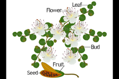 Parts of a caper plant isolated on a white background.