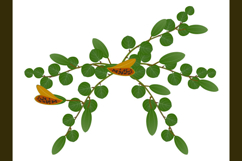 Caper bush with fruits on a white background.