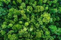 Verdant canopy, aerial view of dense forest Product Image 1