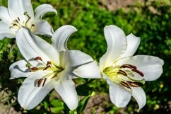 Fine wild growing flower on background meadow Product Image 1
