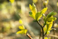 Young bright green leaves on a branch - early spring Product Image 1
