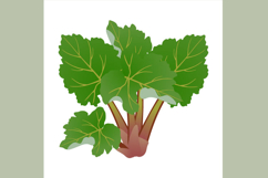 Rhubarb bush with green leaves on a white background