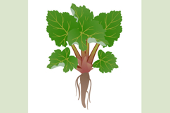 Rhubarb bush with roots isolated on white background.