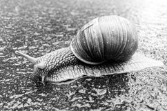 Big garden snail in shell crawling on wet road hurry home Product Image 7
