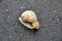 Big garden snail in shell crawling on wet road hurry home Product Image 3