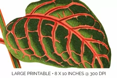 Leaves - Vintage Eranthemum Sanguinolent Veitch Product Image 8
