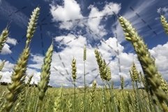 young wheat Product Image 1
