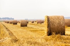 agricultural field with straw stacks Product Image 1