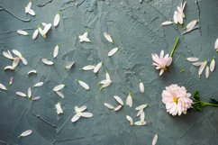 Floral concept with Chrysanthemum flowers and petals Product Image 1