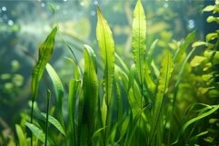 Sunlit aquatic plant leaves underwater Product Image 1