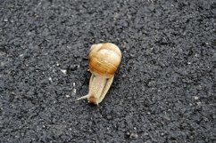 Big garden snail in shell crawling on wet road hurry home Product Image 23