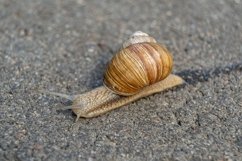 Big garden snail in shell crawling on wet road hurry home Product Image 14