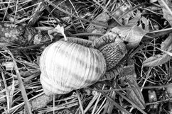 Big garden snail in shell crawling on wet road hurry home Product Image 29