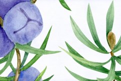 Juniper. Watercolor collection Product Image 3