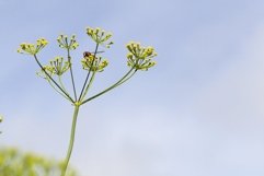 Umbrellas of dill, field Product Image 1