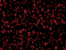100 ROSE PETALS TRANSPARENT PNG FILES, PHOTOSHOP OVERLAYS Product Image 9