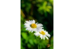 Stock Photo - Bright flower close-up on a summer day Product Image 1