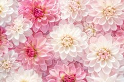 Dahlia Plant Background Wallpaper Product Image 1