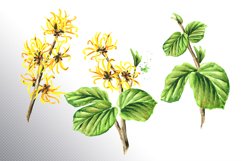 Witch hazel / Hamamelis Product Image 2