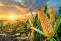Ripe corn growing in a field at sunset Product Image 1