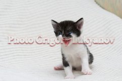 Stock Photo - Little kittens at home on a plaid. Product Image 1