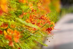 Bright orange flowers on the bushes close-up Product Image 1