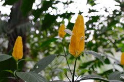 blooming flowers in the garden Product Image 1
