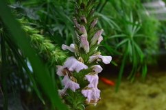 blooming flowers in the garden Product Image 1