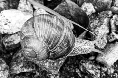 Big garden snail in shell crawling on wet road hurry home Product Image 4