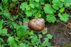 Big garden snail in shell crawling on wet road hurry home Product Image 6