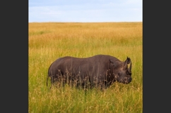 Black rhinoceros grazing in the african savanna Product Image 1