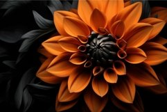 Vivid orange dahlia close-up on dark background Product Image 1