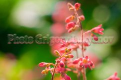 Stock Photo - Bright flower close-up on a summer day Product Image 1