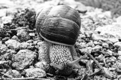 Big garden snail in shell crawling on wet road hurry home Product Image 7