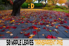 50 FALLING LEAVES TRANSPARENT PNG FILES, PHOTOSHOP OVERLAYS Product Image 1