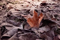 Nature photo, flora photo, leaf photo, winter photo Product Image 1