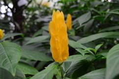 blooming flowers in the garden Product Image 1