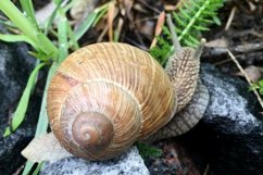Big garden snail in shell crawling on wet road hurry home Product Image 5