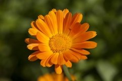 Flowers of calendula Product Image 1