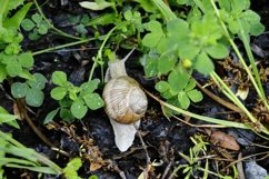 Big garden snail in shell crawling on wet road hurry home Product Image 5