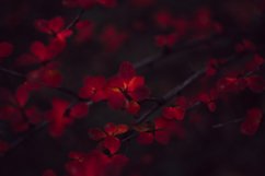 Dark nature bundle Product Image 3