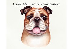 Watercolor dog png, English bulldog, hand drawn Product Image 1