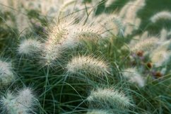 ears in a wheat field during the sunset Product Image 1