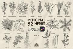 Medicinal herbs Part 2 Procreate stamp brushes Product Image 1