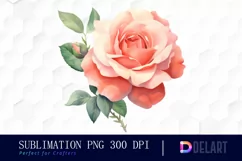 Watercolor Coral Rose Clipart, Illustration PNG Product Image 1